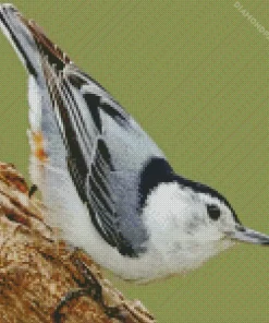 Female Nuthatch Bird Art Diamond Painting