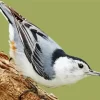 Female Nuthatch Bird Art Diamond Painting