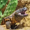 Gila Monster Diamond Painting