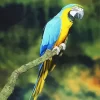 Gold And Yellow Macaw Bird Diamond Painting