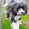 Grey Tibetan Terrier Puppy Diamond Painting