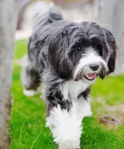 Grey Tibetan Terrier Puppy Diamond Painting