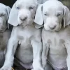 Grey Weimaraner Puppies Diamond Painting