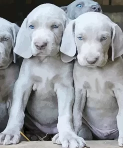 Grey Weimaraner Puppies Diamond Painting