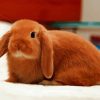 Holland Lop Diamond Painting