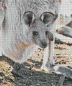 Kangaroo In A Pouch Diamond Painting