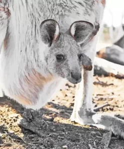 Kangaroo In A Pouch Diamond Painting