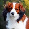 Kooikerhondje Dog Diamond Painting