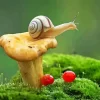 Mushroom And Snail Diamond Painting