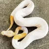 Pied Ball Python Diamond Painting