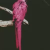 Pink Parrot Diamond Painting