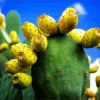 Prickly Pear Diamond Painting