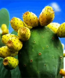 Prickly Pear Diamond Painting