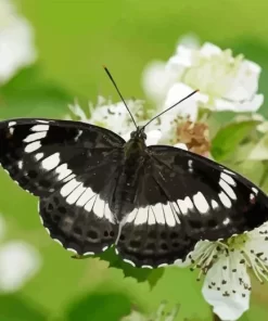 White Admiral Diamond Painting