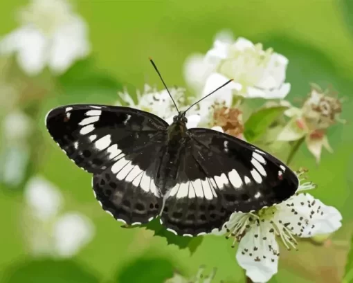 White Admiral Diamond Painting