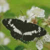 White Admiral Diamond Painting