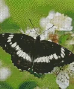 White Admiral Diamond Painting