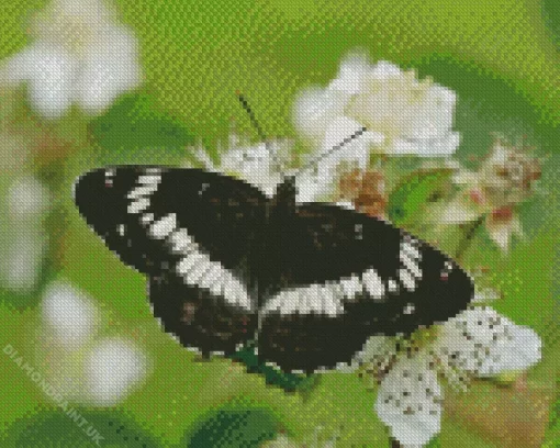 White Admiral Diamond Painting