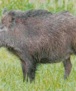 Wild Boar Animal Diamond Painting