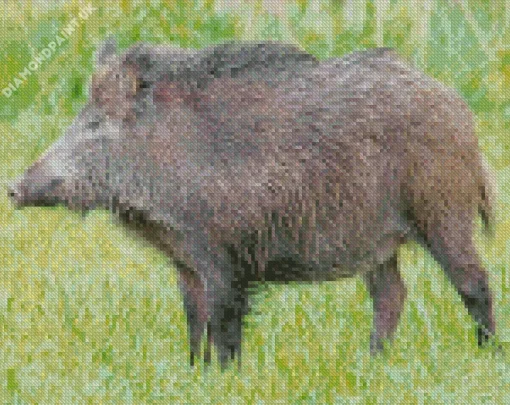 Wild Boar Animal Diamond Painting