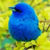 Blue Canary Bird Diamond Painting