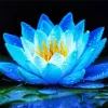 Full Bloom Blue Lotus Diamond Painting