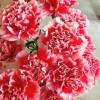 Pink Blooming Carnation Diamond Painting