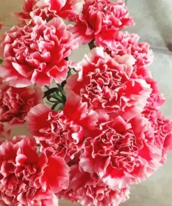 Pink Blooming Carnation Diamond Painting