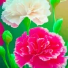 White And Pink Blooming Carnation Diamond Painting