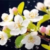 White Blossom Flowers Diamond Painting