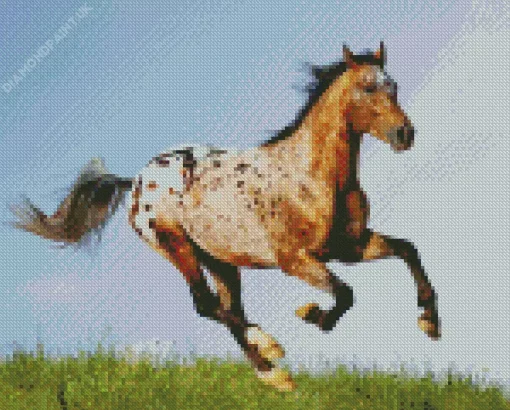 Appaloosa Leopard Diamond Painting