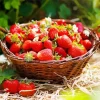 Basket Of Strawberries Diamond Painting