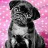 Black Pug Puppy Diamond Painting