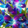 Blue And Purple Orchids Diamond Painting