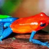 Blue And Red Frog Diamond Painting