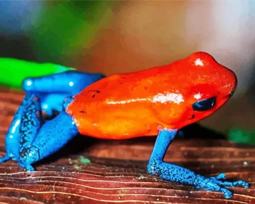 Blue And Red Frog Diamond Painting