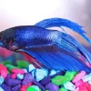 Blue Betta Fish Diamond Painting