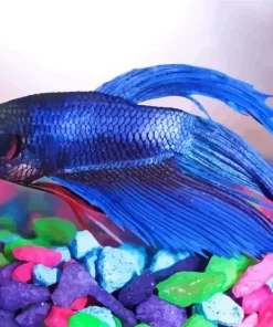 Blue Betta Fish Diamond Painting