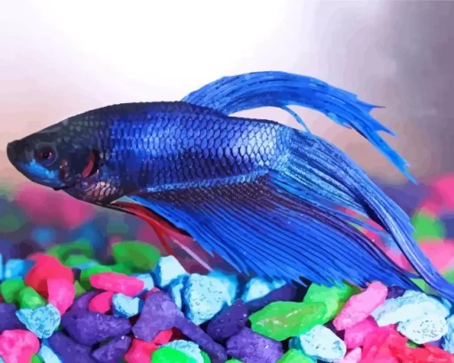 Blue Betta Fish Diamond Painting