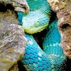 Blue Bush Viper Diamond Painting