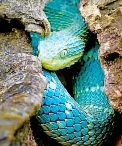 Blue Bush Viper Diamond Painting