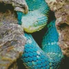 Blue Bush Viper Diamond Painting