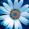 Blue Chamomile Diamond Painting