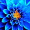 Blue Chrysanthemum Flower Diamond Painting