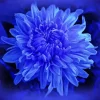 Blue Chrysanthemum Flowering Plant Diamond Painting