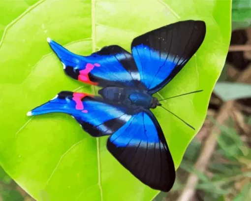 Blue Doctor Butterfly Diamond Painting