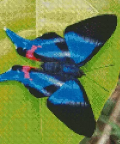 Blue Doctor Butterfly Diamond Painting