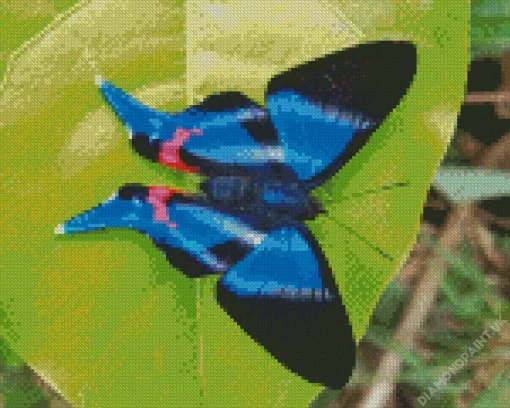 Blue Doctor Butterfly Diamond Painting