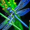 Blue Dragonfly Diamond Painting