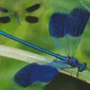 Blue Dragonfly Insect Diamond Painting